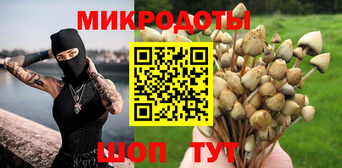 Галлюциногенные грибы Psilocybe Горно-Алтайск